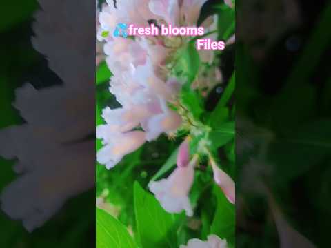fresh blooms #naturelove #nature #flowers #pinkflowers #naturevibes #flowervideo #shortsviral