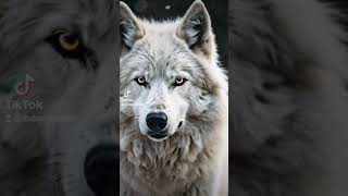 wildlife. A lion king, Tiger, and wolf