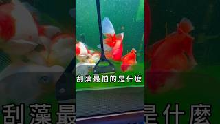 魚缸刮藻壓力都很大#金魚#刮藻#換水