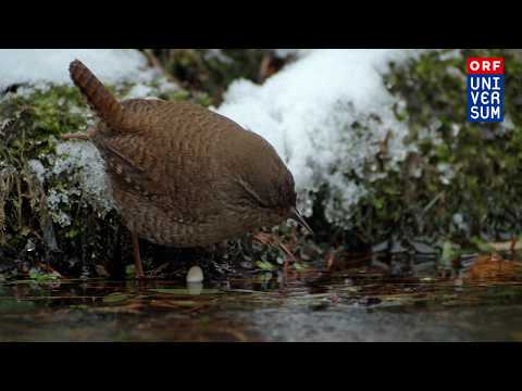Wren catches dragonfly larvae | 'Feathered Friends' (ORF Universum)