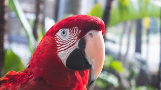Top 10 Beautiful Parrots in the World | Most Beautiful Parrots | Topic 4 You