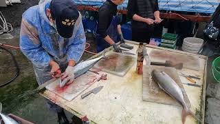 現殺腦絞 紅甘 土魠 Cutting 6KG up fishes at fish port 光榮定置漁場 seafood fishport fishground