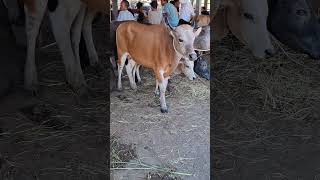 calon sapi super, sapi Bali lucu #shorts #sapibali #bull #cow