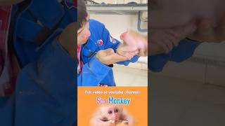 Rescue the poor little monkey(P3) #monkeyson #babymonky #monkeysmart #animals #babymonkey