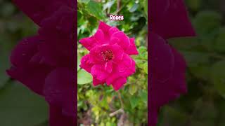 #homegardening #flowertypes #beautifulflower #love #beautiful #redrose 🌹🌹