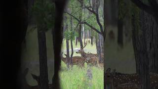 Mob Of Chital Deer From North Queensland