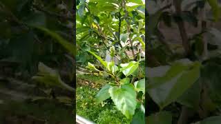 #shortvideo #foryou #vews #rangamati