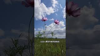 宇宙的起源：大爆炸的真相 #shorts #宇宙  #科普