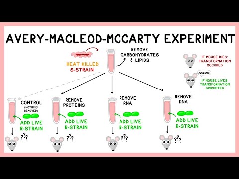 Avery Experiment: DNA as the Transforming Principle