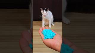 Funny Cat Barsik Beads ♦️♥️ Reverse Video #cat #reverse #funny