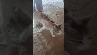 Cat k dance #jesalmer #tharlover #umarkot #velamunda #سنڌي_سونگ