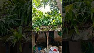 পুরাতন ঘরের টালিতে গাছ জম্মেছে #saidulagrofarm #গাছেরপরিচর্যা #গাছ_ও_প্রকৃতি #গাছ #আগাছা#গাছপালা