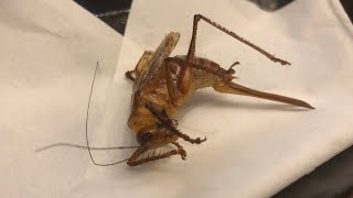 【巨大昆虫】キリギリスの素揚げ