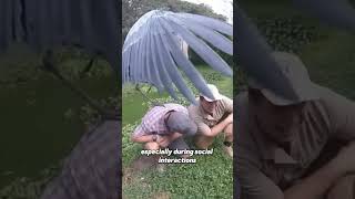 [Part 139]The Bird That Sounds Like a Machine Gun!