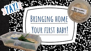 First Hognose: What Do You Do?