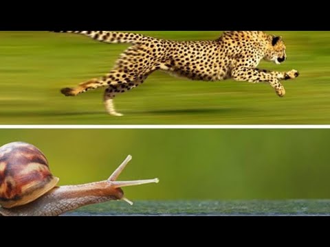 snail to chetah 🐆:programming languages
