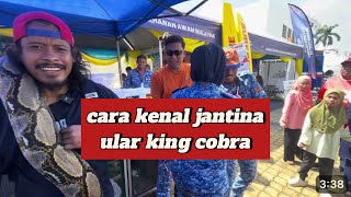 bahaya tangkap ular sawa batik bersize besar