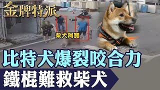 【比特飼主喊話遭轟】一句人比狗慘忍 全網氣炸｜眾人難救柴犬遭比特犬襲擊不鬆口!【#金牌特派】@台灣大搜索CtiCSI