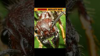 Amezon jungle bullet ant..| #facts  #factfun #shorts
