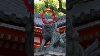 京都八坂神社的守護犬
