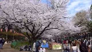 賞櫻之旅~東京上野恩賜公園＊花滿人氣盛