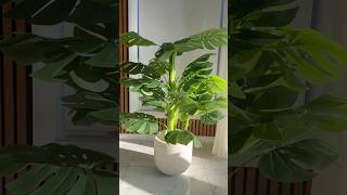 Elevate your space with our stunning faux Monstera plant! #fauxplants #homedecor #home #lifestyle