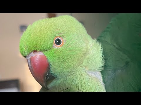 My Parrot’s DIY Toys! | Fun_with_Asita