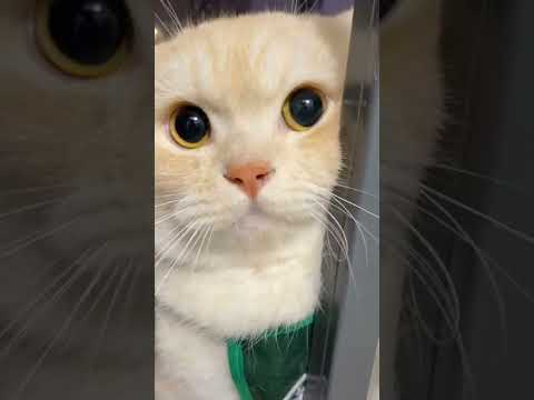 guilty cutie
