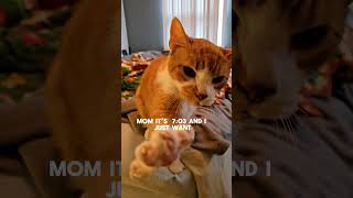 17 year old cat gets breakfast at 7:02 #hungrycat #seniorcatsrule #ilovemycat