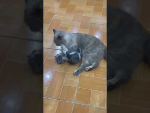 Tình chị em có chắc bền lâu (Sisterhood is lasting) #cat #dongvat #animal #cute #funny #kitten
