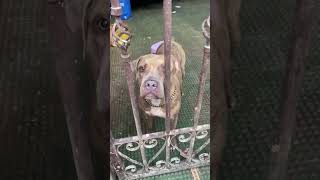 Mabait yan! “Bruno The Pitbull” #shorts #pitbull #aso #dog