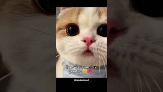 How was your day Pookie? #relatable #meme #couplegoals #memes #delulu #single #girls #cutecat #fyp