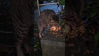 地域猫🐈‍⬛黒ちゃん#野良猫保護#救助#Stray cat protection #rescue