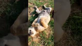 #dog #vlog #videocamera #subscribe #doglover #videoequipment #like #animal #song  #youtubeshorts