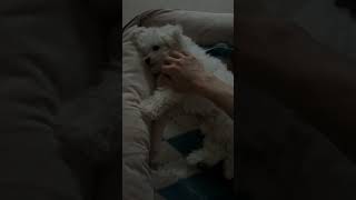 밤동안 보고싶었던 엄마와의 하루의 시작은 행복해❤️ #뭉자 #bichonfrise #비숑프리제 #비숑