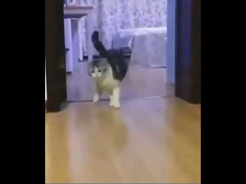 Invisible Wall
