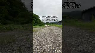 アフラックの勧誘軍団 #duck #コールダック #アフラック#白と親鳥の日常🐥🌈
