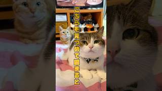こちらを見つめて固まると…🙀🙀　#ねこ動画 #猫のいる暮らし #ねこ部 #猫好きさんと繋がりたい #cat #ねこ #shorts