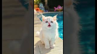 🐮Yukaina-makiba Singing kitten🐖 #cat #cutekitten #cute #tiere #sweetcat #lipsync