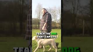 Labrador Pulling On The Leash Is Uncontrollable