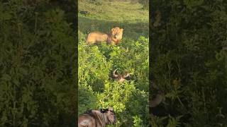 The wildebeest is clever at hiding from the lion king