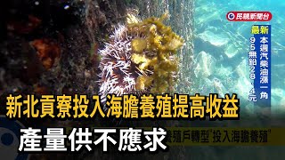 新北貢寮投入海膽養殖提高收益　產量供不應求－民視新聞