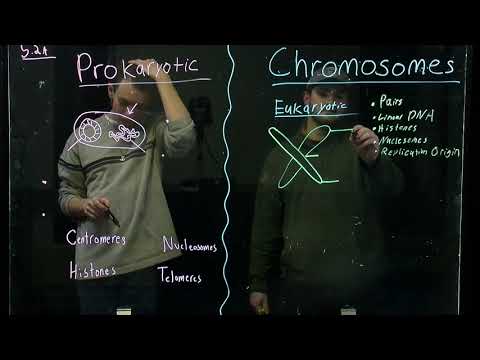 Comparing Eukaryotic and Prokaryotic Chromosomes (BIOS 041)