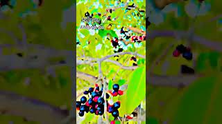 Desi Jamun 😱😱 / The Tree / village life #desi #desivillagefruet #newsupdate #newjamunshort #jamun