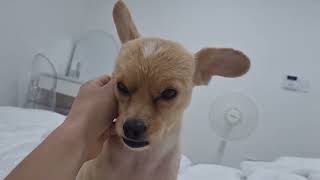차송송계란탁 아빠 손 닿으면 잠 드는 강아지 🐶❤️