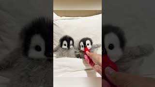 Cutest little penguins #cute #adorable #pet #penguin #babyanimals #fluffy #cuteanimal