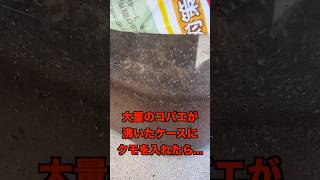 【閲覧注意】コバエが大量に沸いたケースにハエトリグモを入れたらどうなるのか？