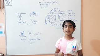 Class 3 NSO Chapter 1 Plant and Animal part 1