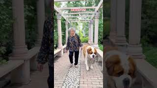 把温柔和耐心都留给了你，与浪漫藏在晚安里#被小狗治愈的一万个瞬间 #小动物们能有多治愈 #我和狗狗的故事 #不养狗不知道养狗的乐趣#Dog # Pet # Family # shorts