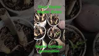 Napier Grass | Napier Grass | Napier Grass sticks| Napier germination #napier #napiergrass #farming